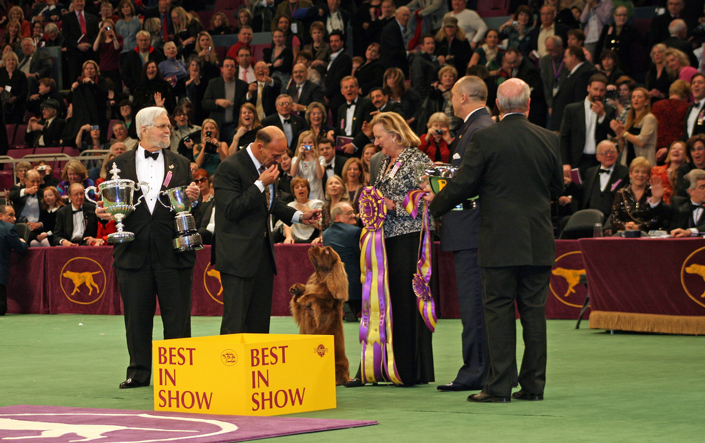 Stump is named Best in Show at the Westminster Kennel Club Dog Show. (Photo by Kjunstorm, used under Creative Commons)